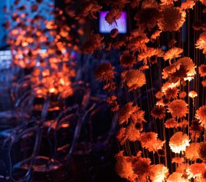 Look from behind the buds of chrysanthemums on the threads at plastic chairs